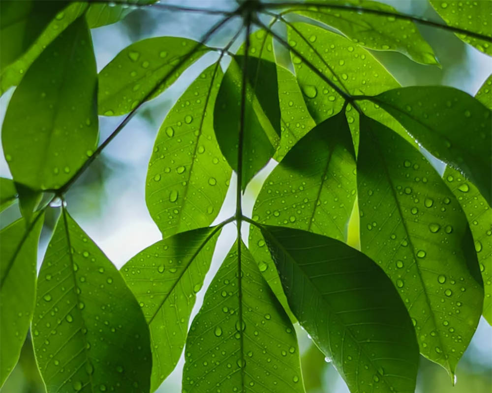 Sustainability is a key priority for Colt Technology Services